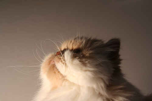 Perserkatt