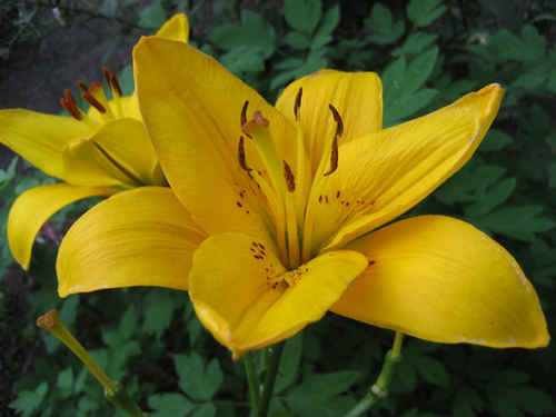 Stor gul blomma