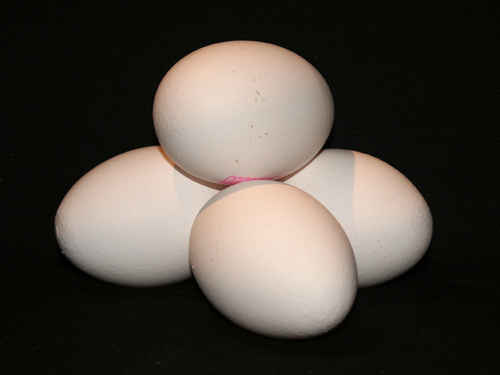 Ägg