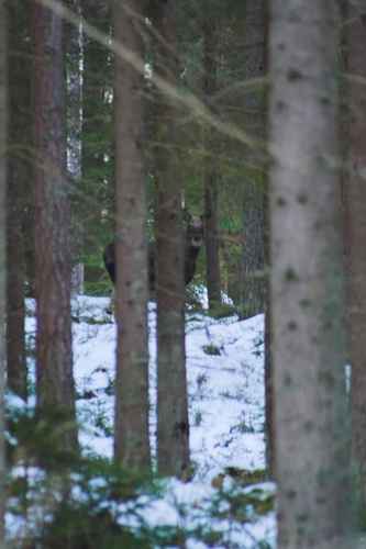 Älg