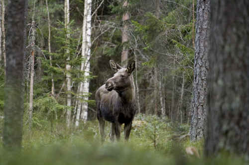 Älg