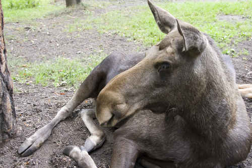 Älg