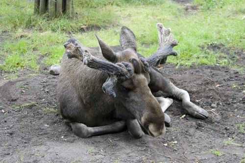 Älg