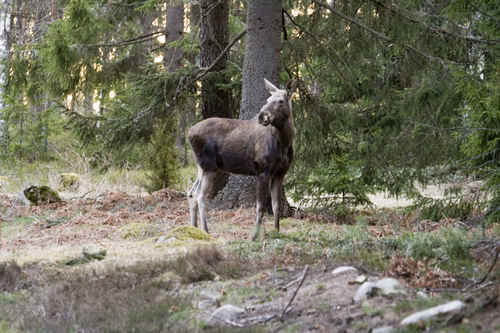 Älgkalv