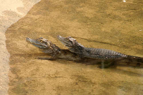 Aligatorer