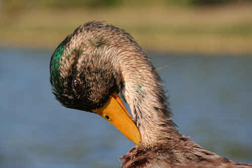 And som putsar sig