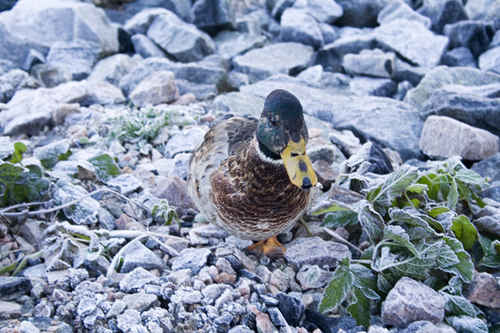 Gående and