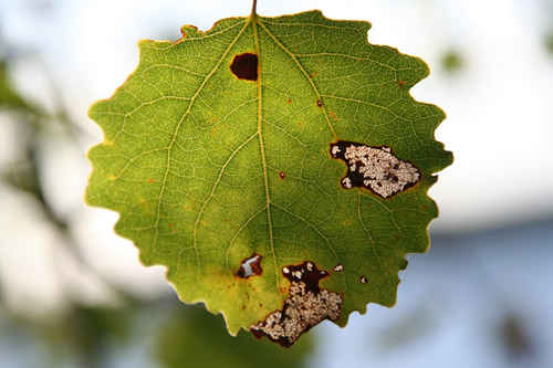 Asplöv