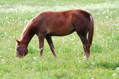 Häst