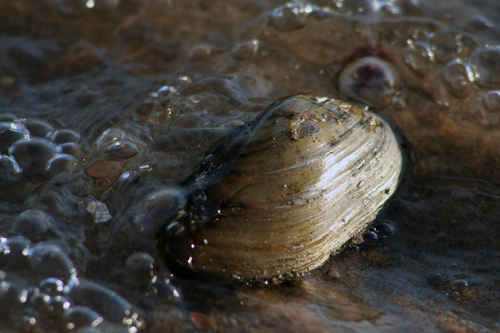 Mussla