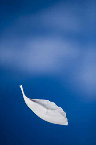 Blad faller