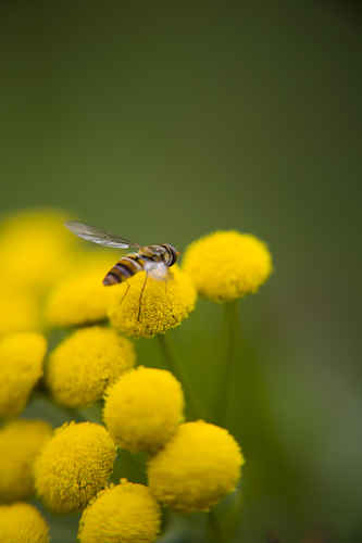 Blomfluga