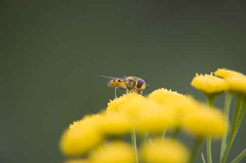 Blomfluga