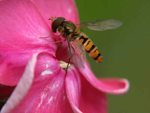 blomfluga