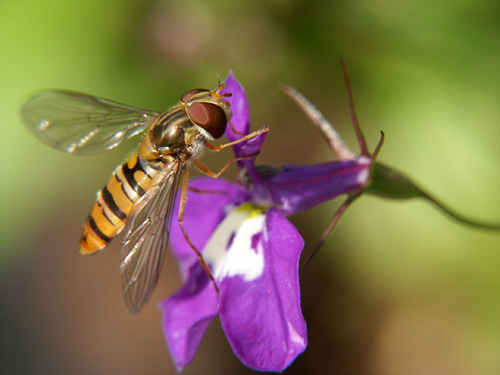 blomfluga
