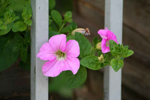 Rosa blomma