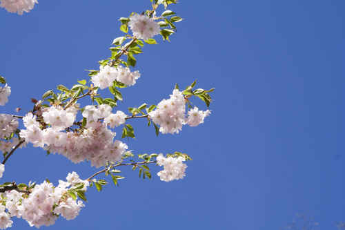 Blommande gren