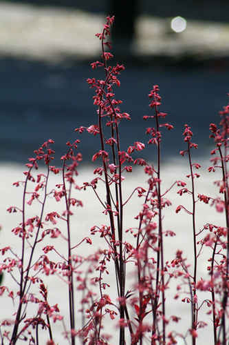 Rosa blommor