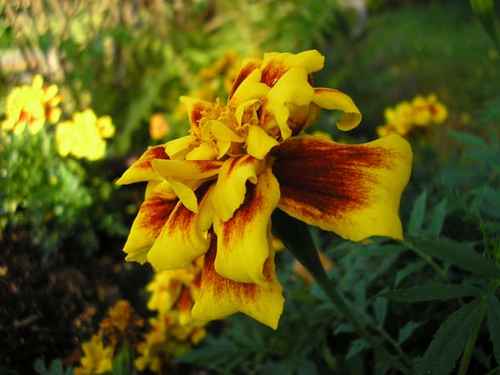 Tagetes