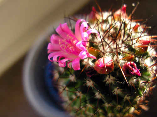 blommande kaktus