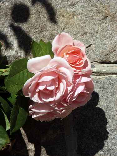 rosor