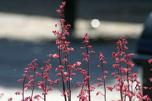 blommor