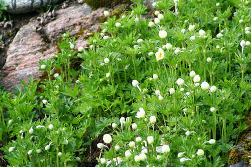 Blommor