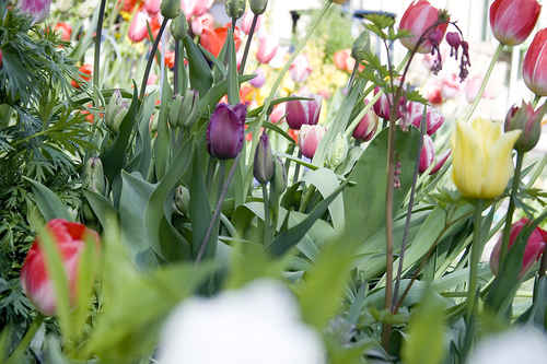 Blommor