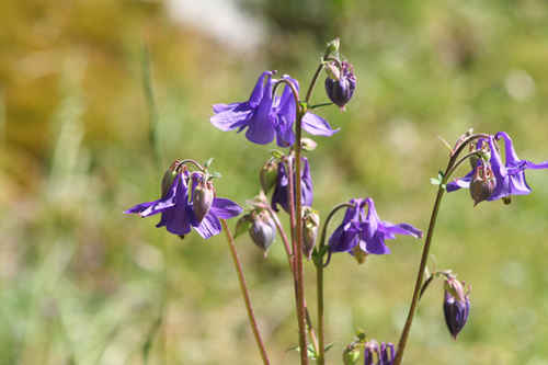 Lila blommor