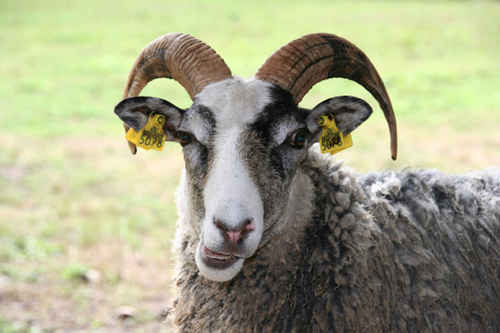 Bock
