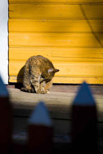 Katt