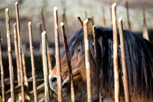 Ardenner