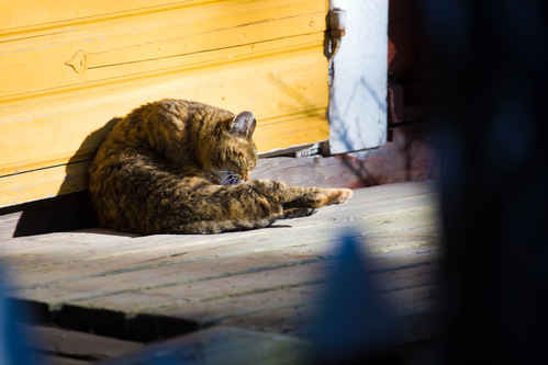 Katt