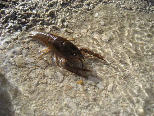 En kräfta i strandkanten