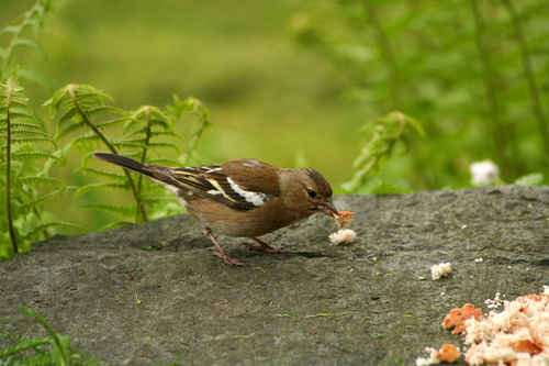 Fågel