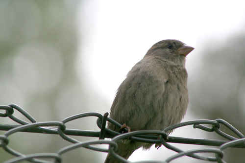 Fågel