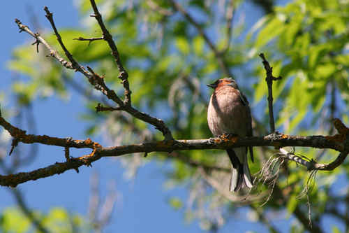 Fågel