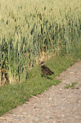 Fågel