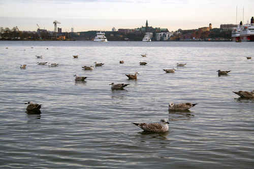 Fiskmåsar