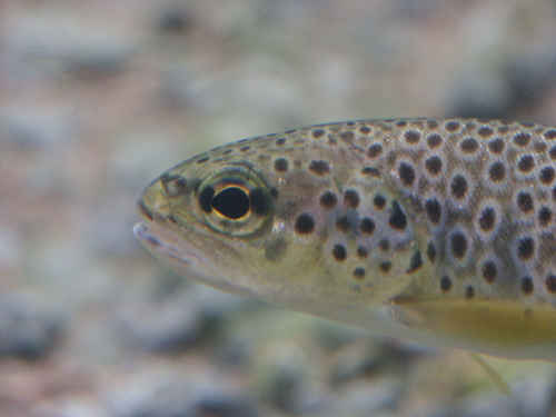 Fisk