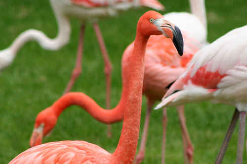 Flamingo
