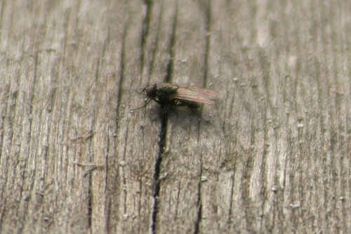 Fluga