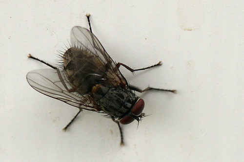 Husfluga