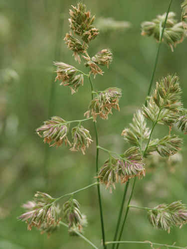 Gräs