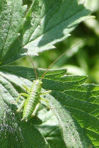 Grön gräshoppa