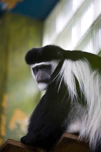 Guereza