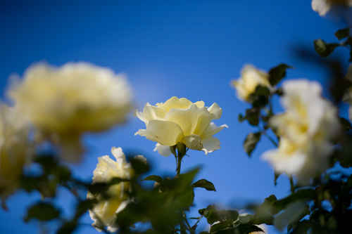 Rosor