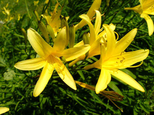 Gula blommor