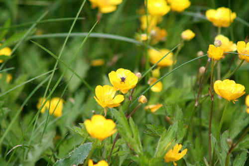 Gula blommor