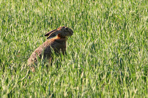 Hare